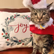 River’s Christmas