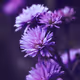 Floral Macros