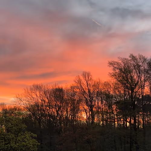 "Family is like a tree.