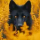 wolfi