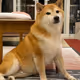 OWN THE SHIB