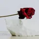 The Rose and the Marble
