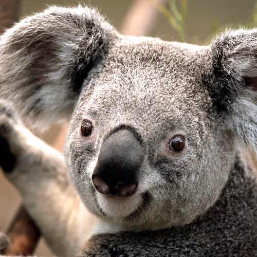 koalalover