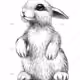 rabit