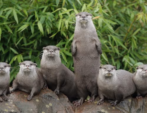 カワウソ君