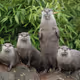 カワウソ君