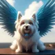 Angel Dog