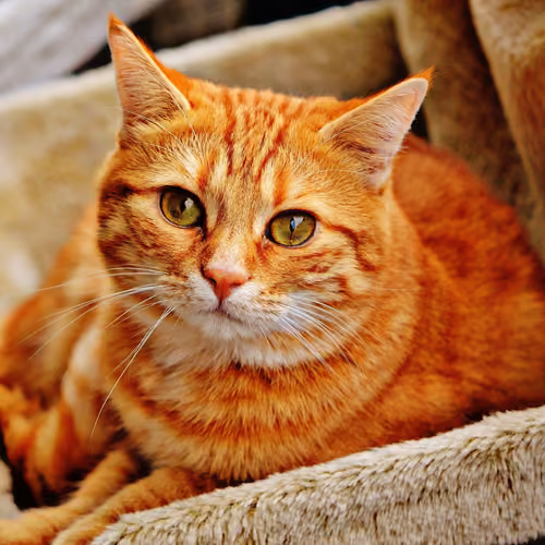 Ginger cat