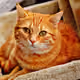Ginger cat