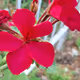 Spring Geranium 🌺