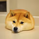 Doge Loaf