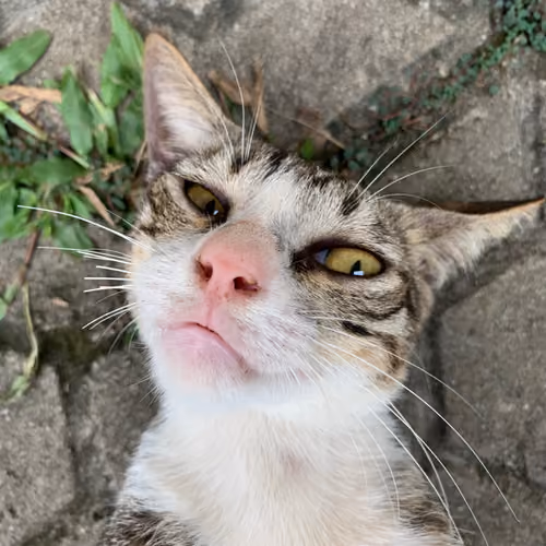 Animal