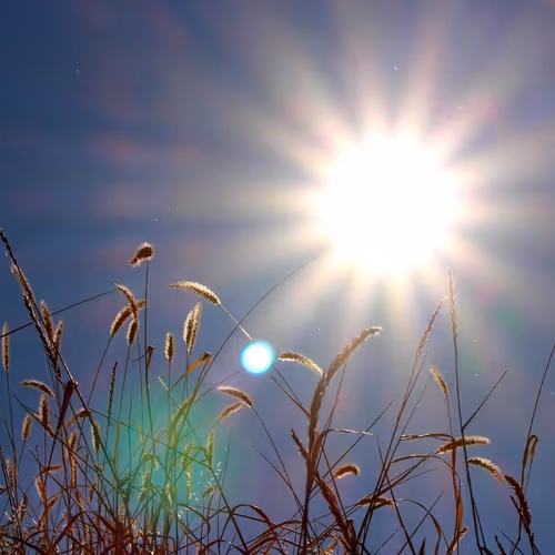 The sun and the field