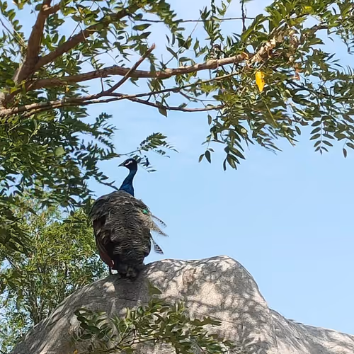 peacock