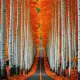 fall