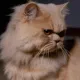 Grumpy Umee