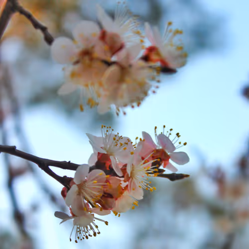 Spring