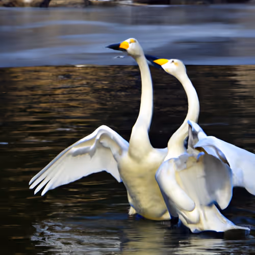 Swan