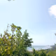 Sea Tree 99