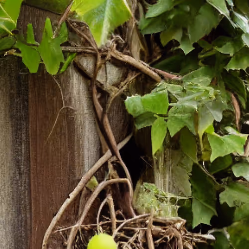 vine