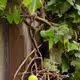 vine