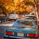 Brooklyn Autumn