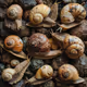 snail collectors