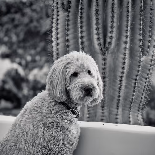 Saguaro