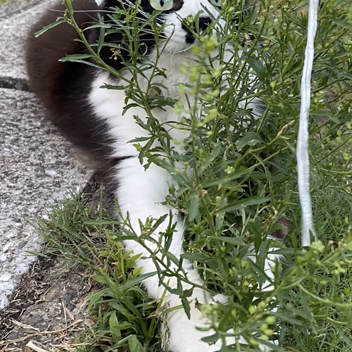 cat