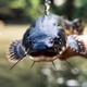 CATFISH