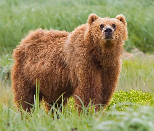 BearBear31