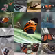 Wings of Meta