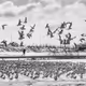 Seagulls