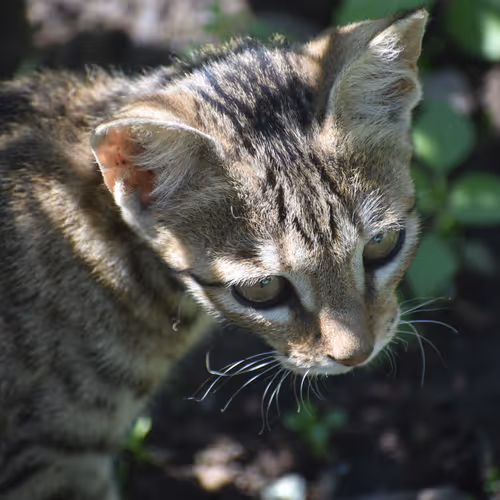 Basecat
