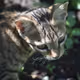Basecat