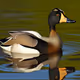 GooseGooseDuck