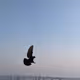 Fly away!