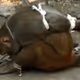 Monkey in shackles