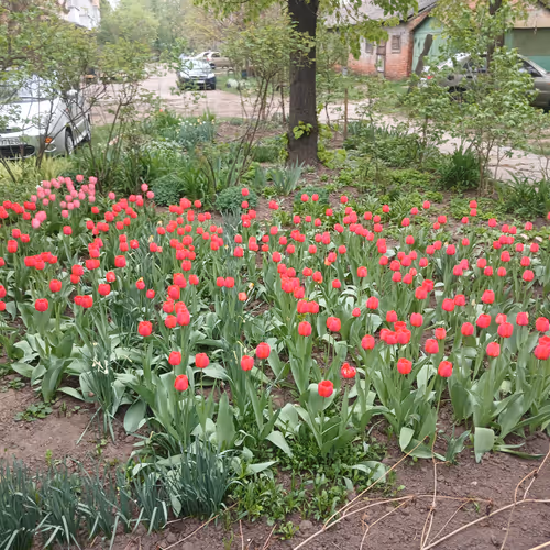 Spring flowerss