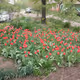 Spring flowerss
