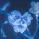 Cyanotype Flower
