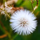 Weeds or Wonders