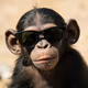 BASE APE