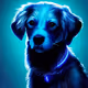 Blue DOG!