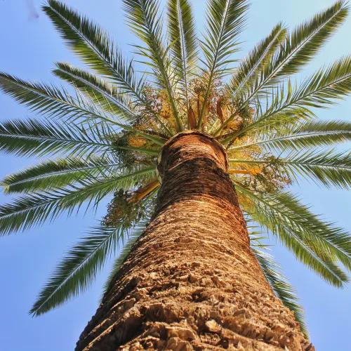 Palm tree