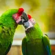 Love in emerald feathers