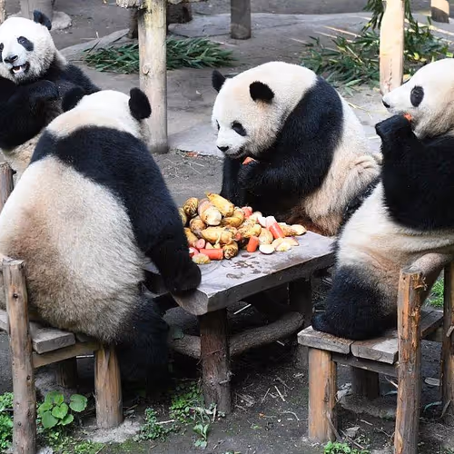 Three Panda
