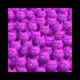 Farcats And The Gang