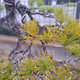 Base Bonsai