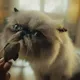 Mister Miggles
